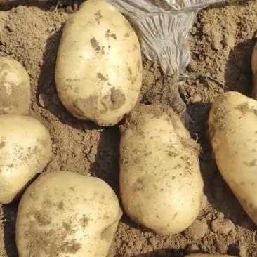 精品沃土5号土豆，产地大量上，支持全国市场商超，欢迎致电