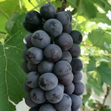 【推荐】山东精品夏黑葡萄大量上市货源充足欢迎联系