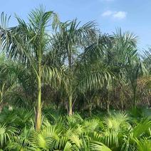 大王椰地径20-40公分，高度2米6米基地大量低价出售