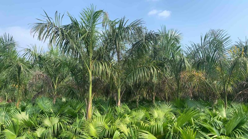 大王椰地径20-40公分，高度2米6米基地大量低价出售