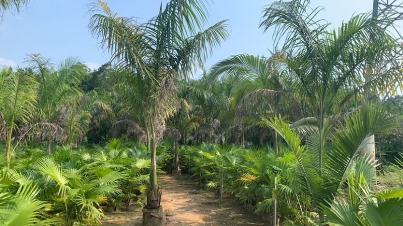 大王椰地径20-40公分，高度2米6米基地大量低价出售