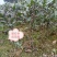 绿化茶树，茶苗