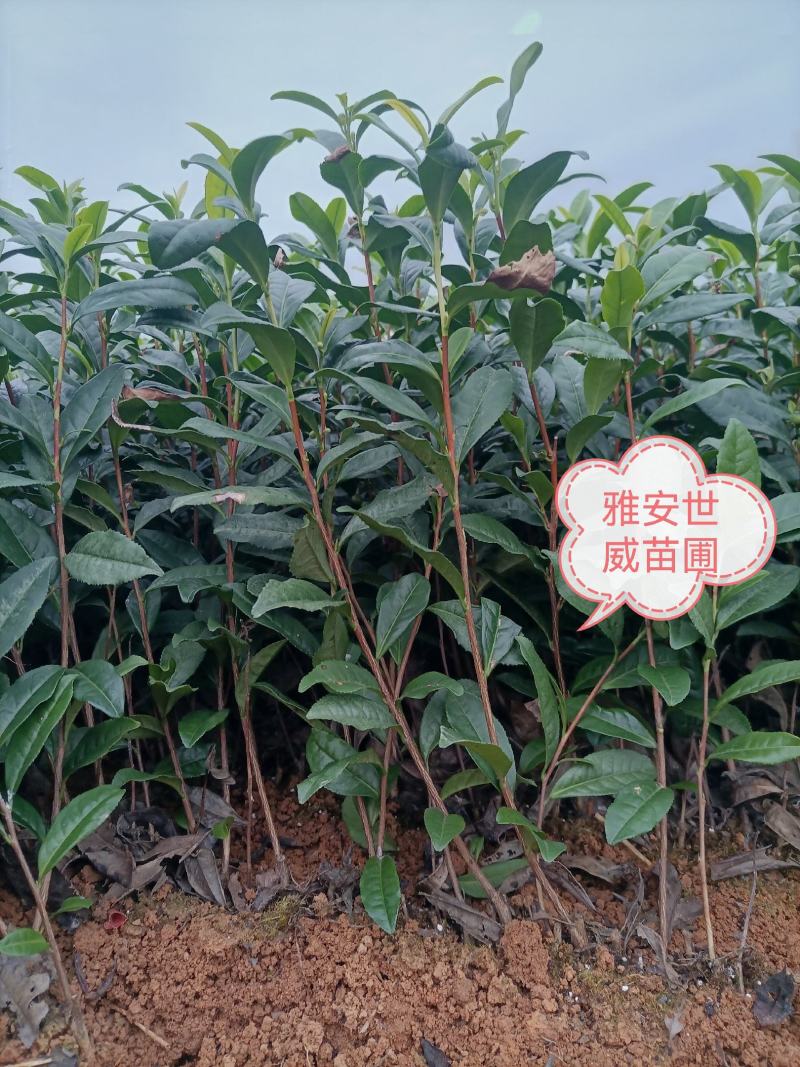 绿化茶树，茶苗