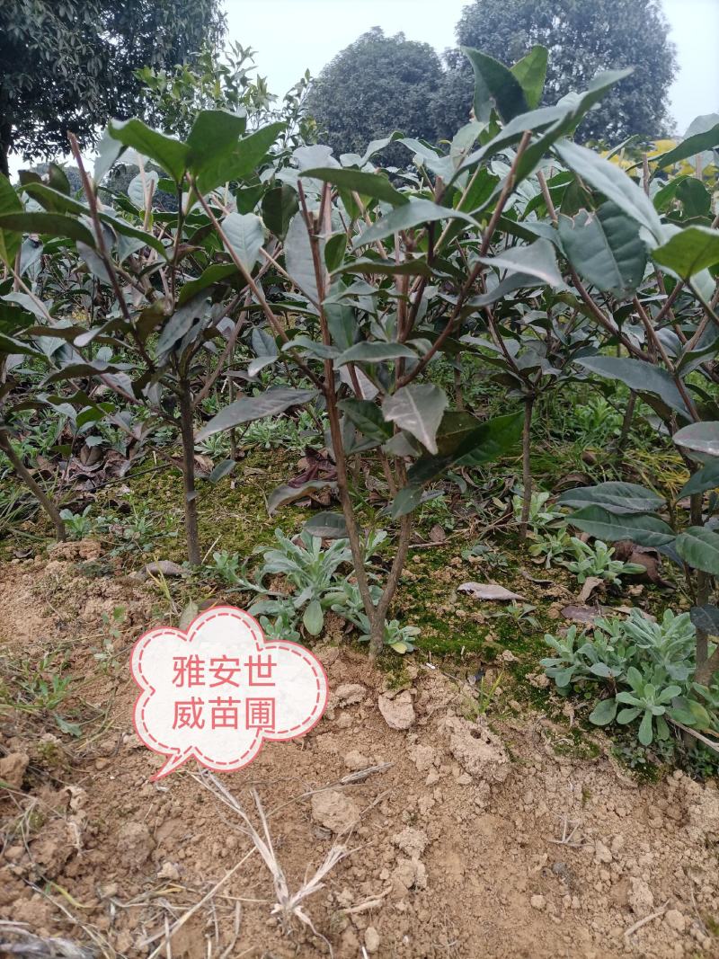 绿化茶树，茶苗