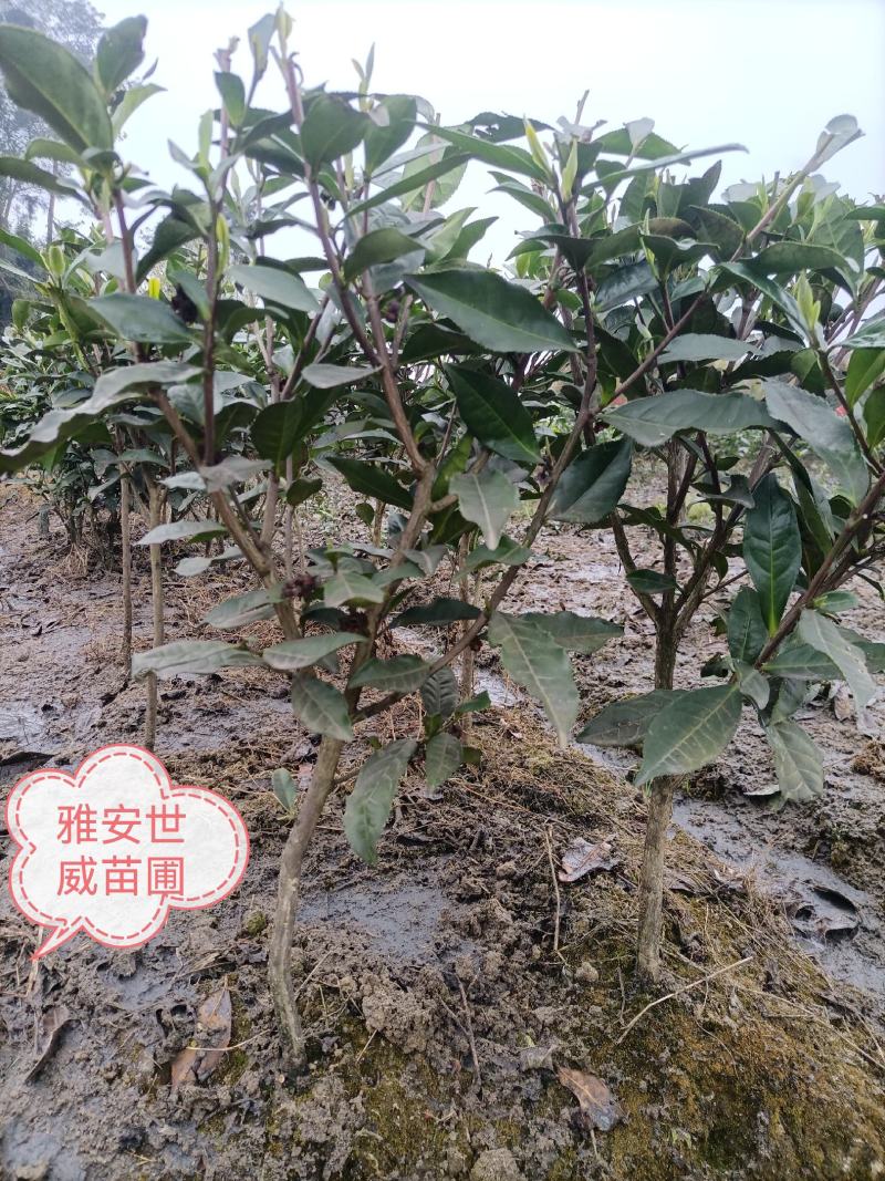 绿化茶树，茶苗