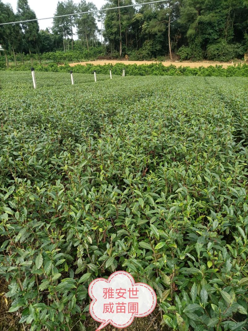 绿化茶树，茶苗