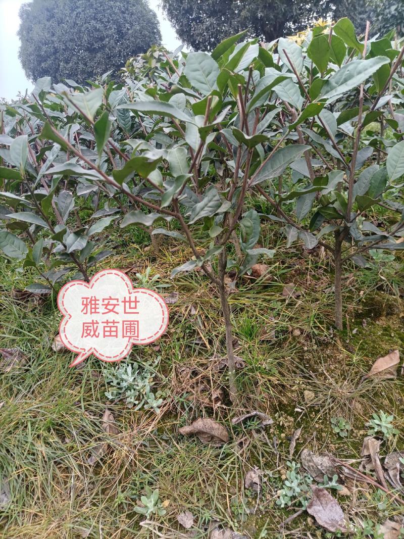 绿化茶树，茶苗