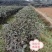 绿化茶树，茶苗