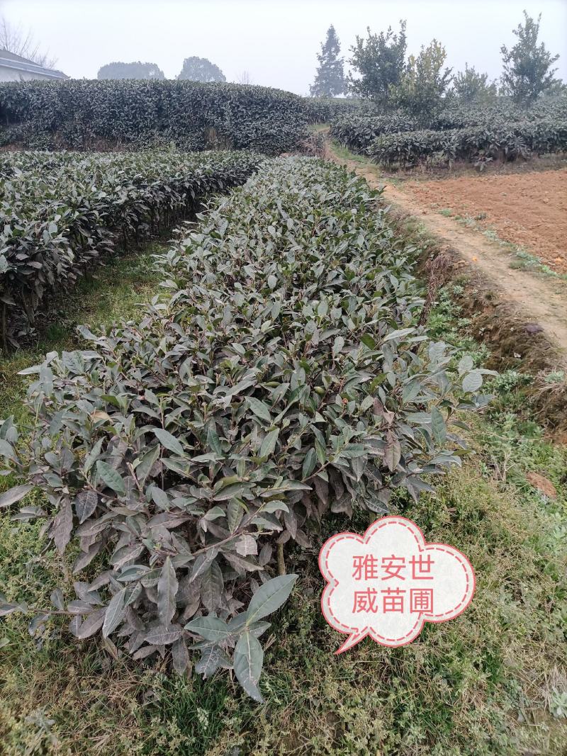 绿化茶树，茶苗