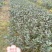 绿化茶树，茶苗