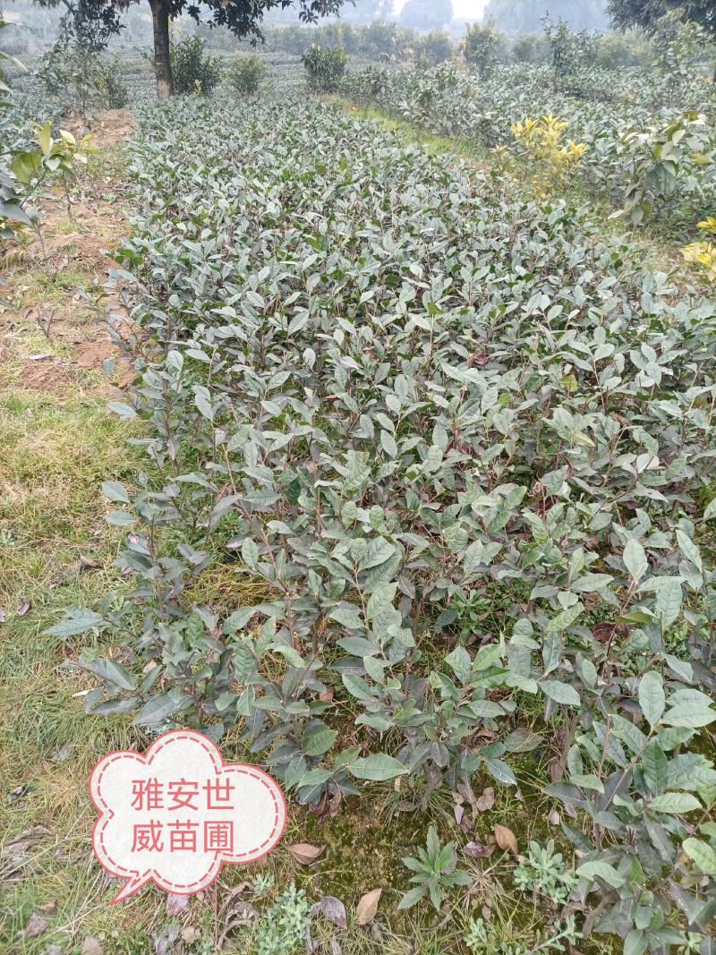 绿化茶树，茶苗