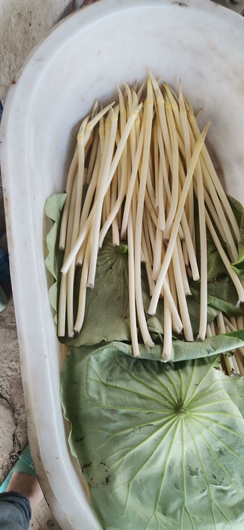 武植2号精品白玉粘藕种藕带种藕粘自产自销，货源充足