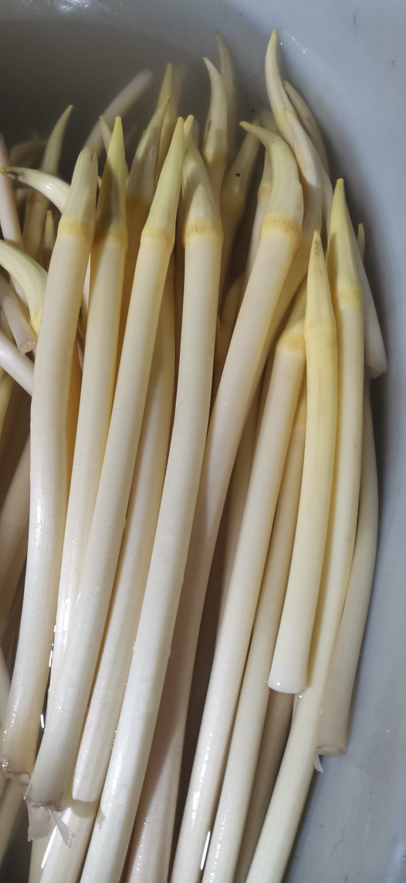 武植2号精品白玉粘藕种藕带种藕粘自产自销，货源充足