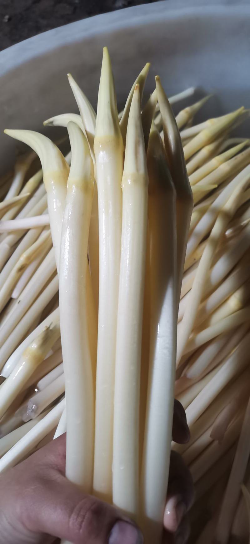 武植2号精品白玉粘藕种藕带种藕粘自产自销，货源充足
