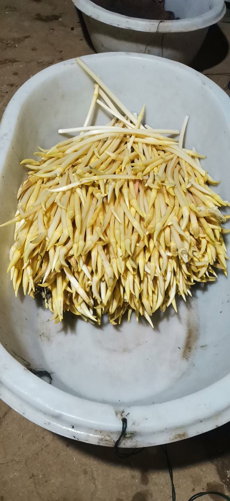 武植2号精品白玉粘藕种藕带种藕粘自产自销，货源充足