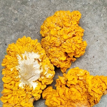 金耳菌干货