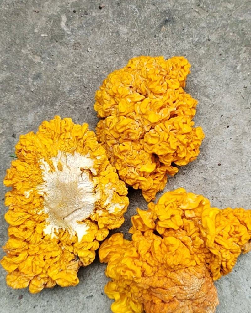 金耳菌干货