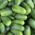 绿皮小冬瓜货源充足价格便宜，需要联系，产地常年蔬菜代收
