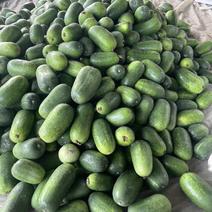 绿皮小冬瓜货源充足价格便宜，需要，产地常年蔬菜代收