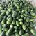 绿皮小冬瓜货源充足价格便宜，需要联系，产地常年蔬菜代收