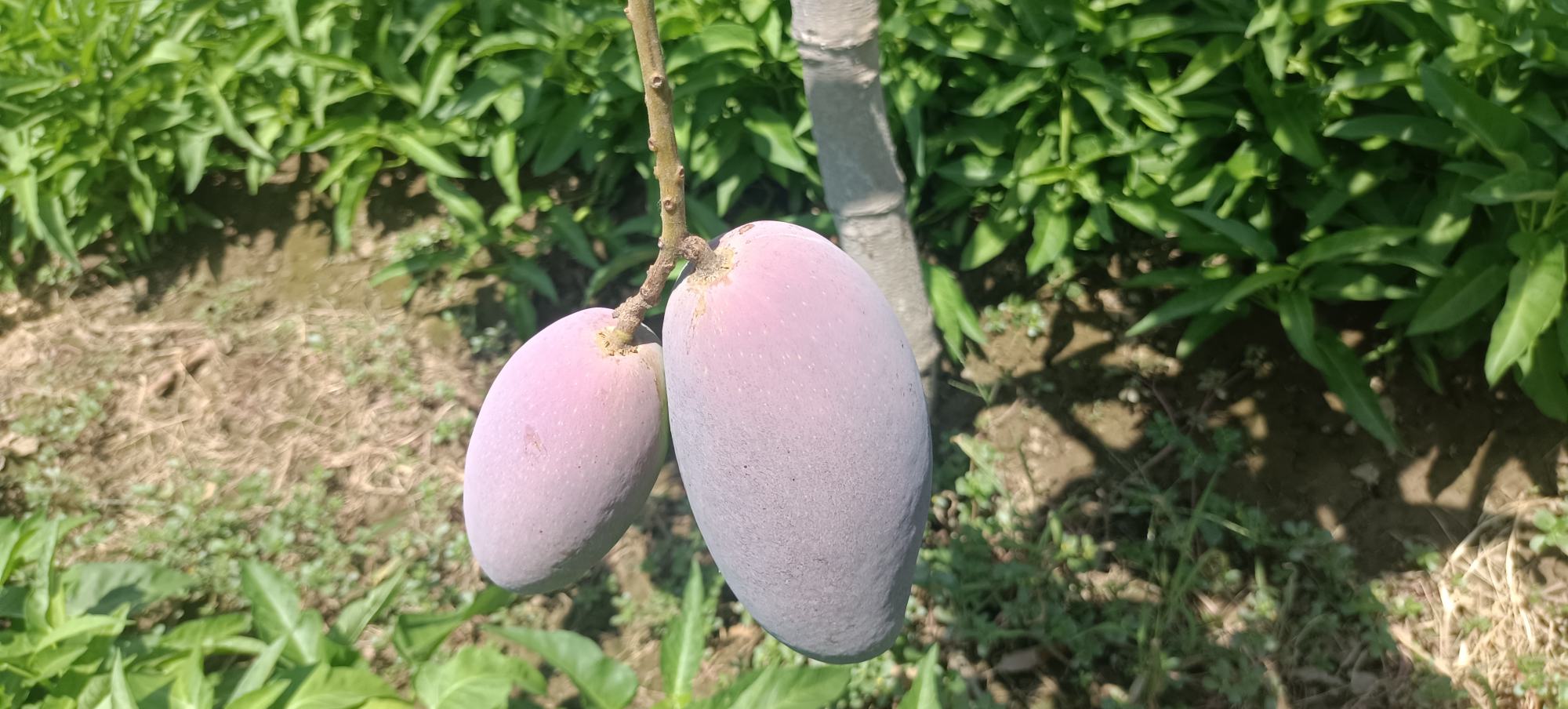 一颗即将成熟的贵妃芒果实,果皮泛黄,表面带有微微的光泽,展现出自然成熟的诱人色泽 贵妃芒花果特写