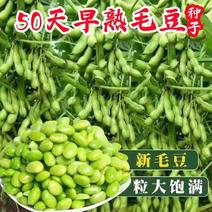 高产早熟大青豆种子毛豆冬天豆种子春播夏播青皮绿皮青豆种子