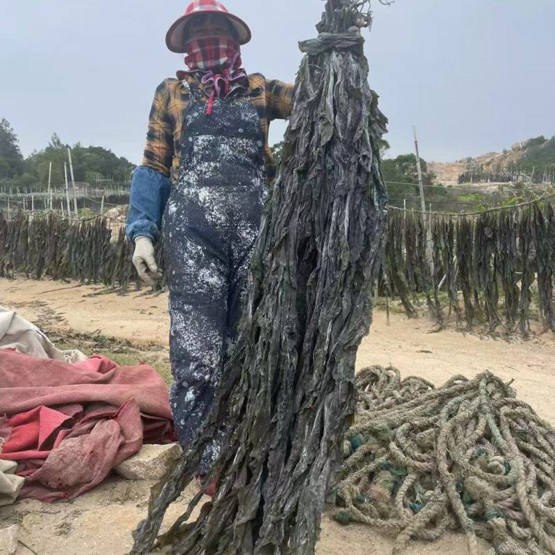 福建无沙干海带