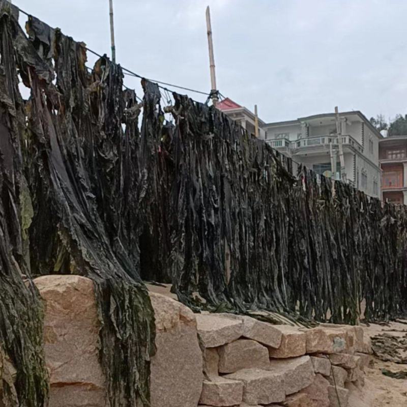 福建无沙干海带