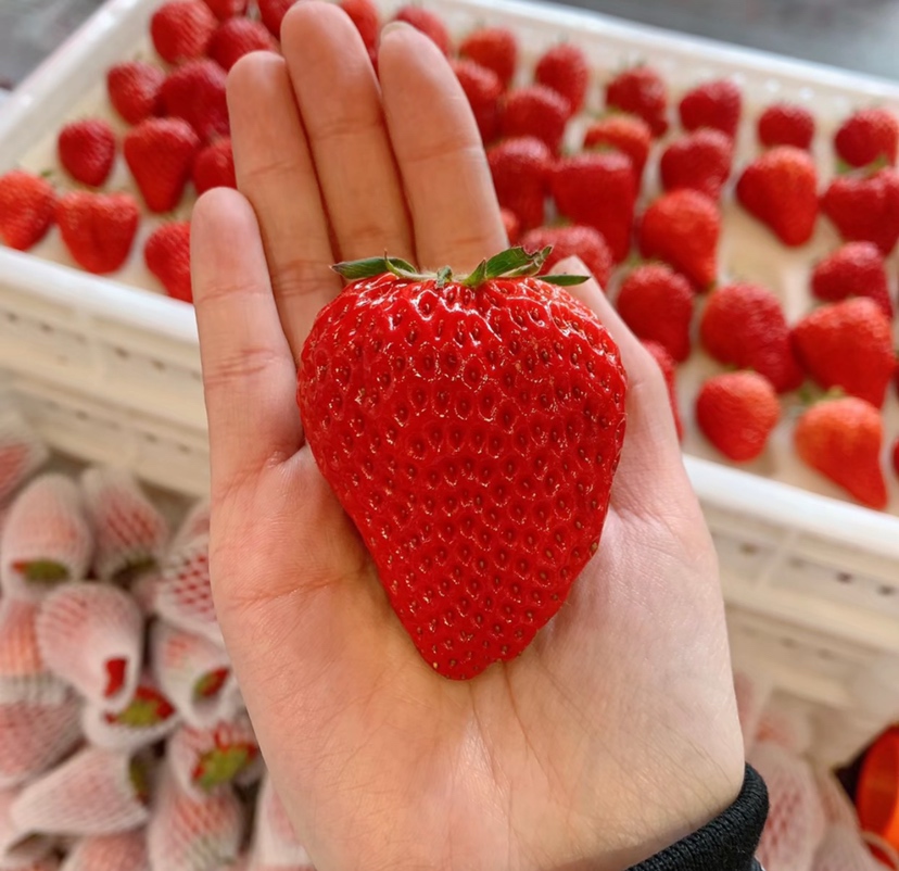 红颜草莓特写