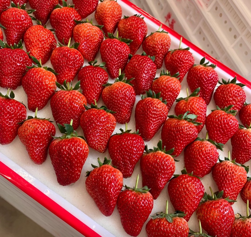 红颜巧克力草莓制作过程图