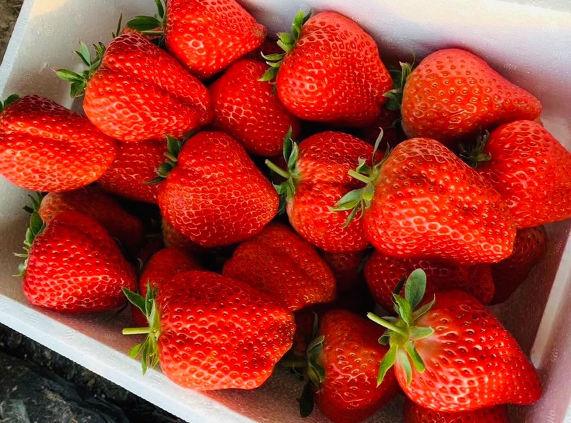 展示红颜九九草莓植株生长状态及果实饱满、颜色鲜红的细节特写 红颜九九草莓植株与果实特写