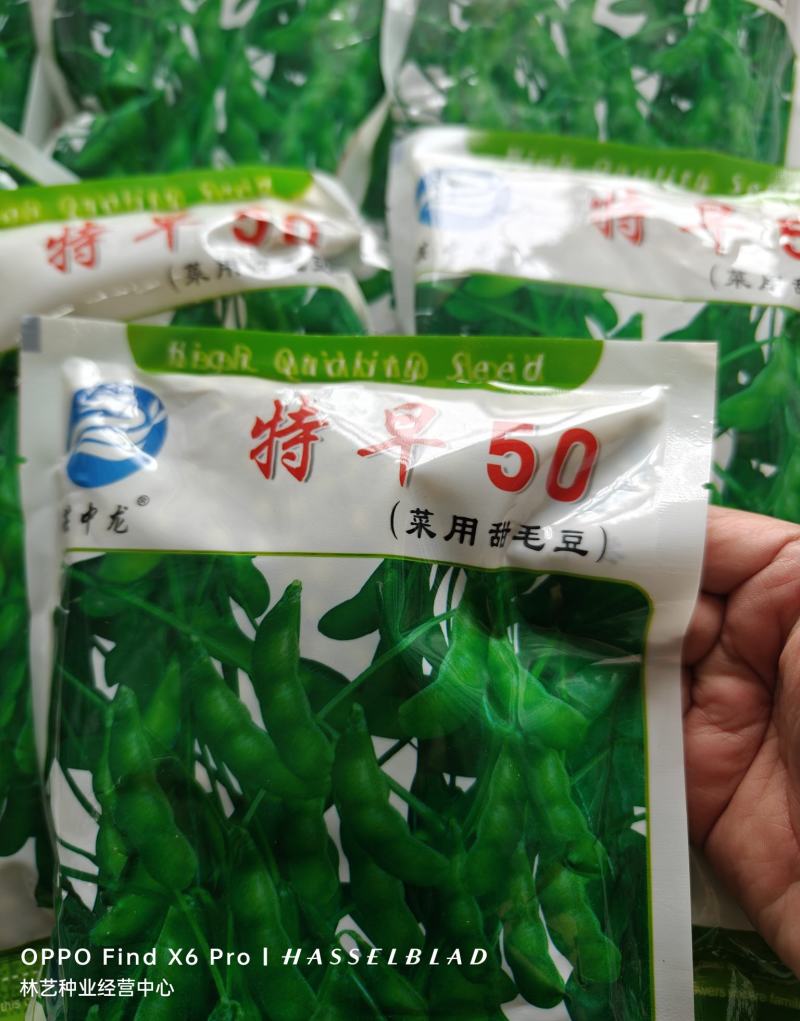 高产早熟大青豆种子毛豆冬天豆种子春播夏播青皮绿皮青豆种子