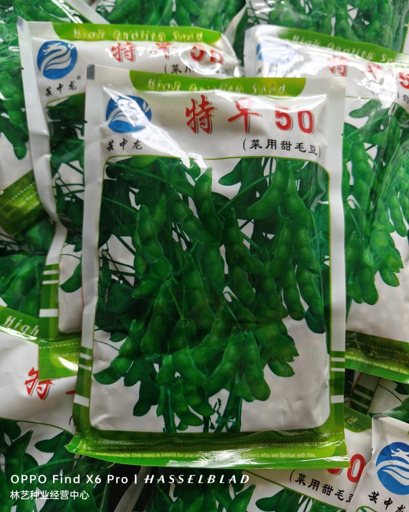 高产早熟大青豆种子毛豆冬天豆种子春播夏播青皮绿皮青豆种子