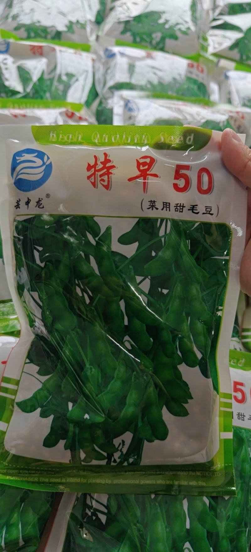 高产早熟大青豆种子毛豆冬天豆种子春播夏播青皮绿皮青豆种子