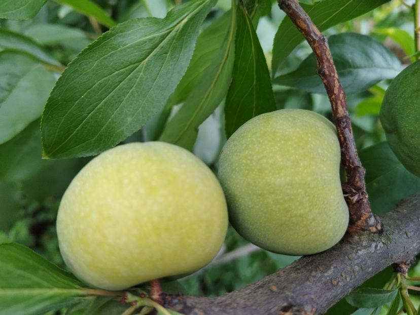 展示几种不同成熟度的青脆李子,通过颜色和手感判断是否成熟 判断李子是否成熟