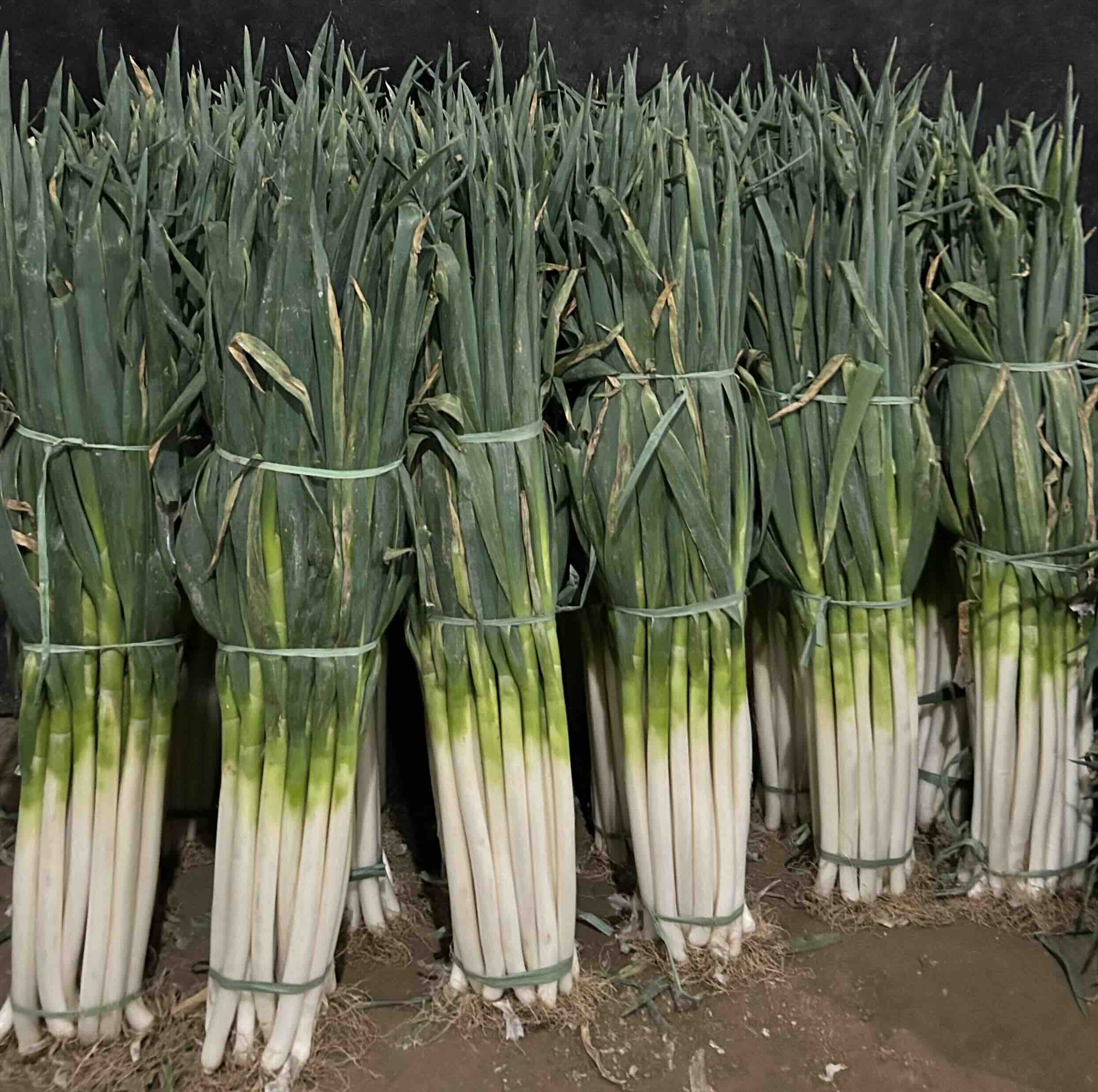 章丘大葱采收现场实景图