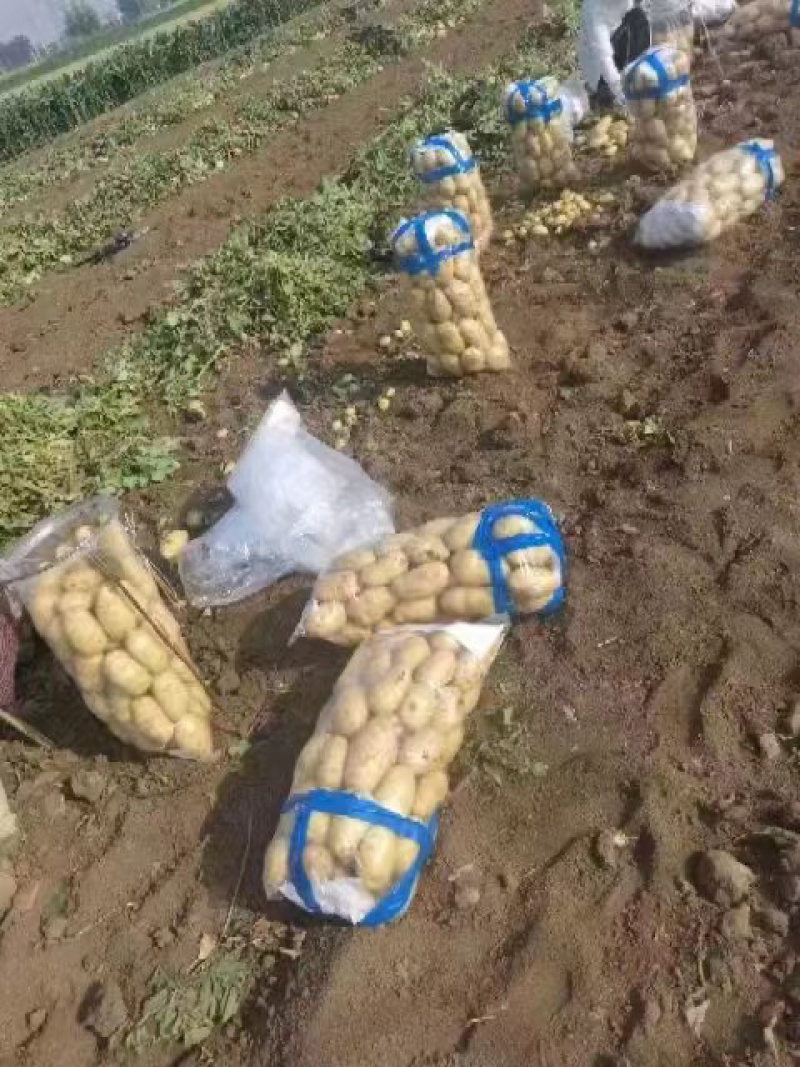 齐元丰土豆，希森土豆，可视频看货，质量保证