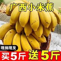 正宗广西小米蕉当季新鲜水果整箱自然熟小香蕉皇帝蕉芭蕉批发