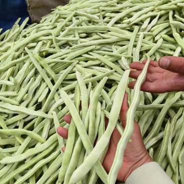 精品白不老，精品白芸豆质量杠杠的，价格美丽，量大
