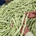 精品白不老，精品白芸豆质量杠杠的，价格美丽，量大