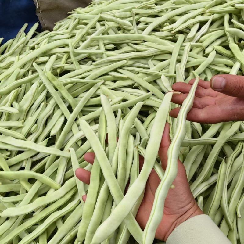 精品白不老，精品白芸豆质量杠杠的，价格美丽，量大