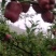 果汁厂供应的原料花牛苹果和富士苹果次果果渣。