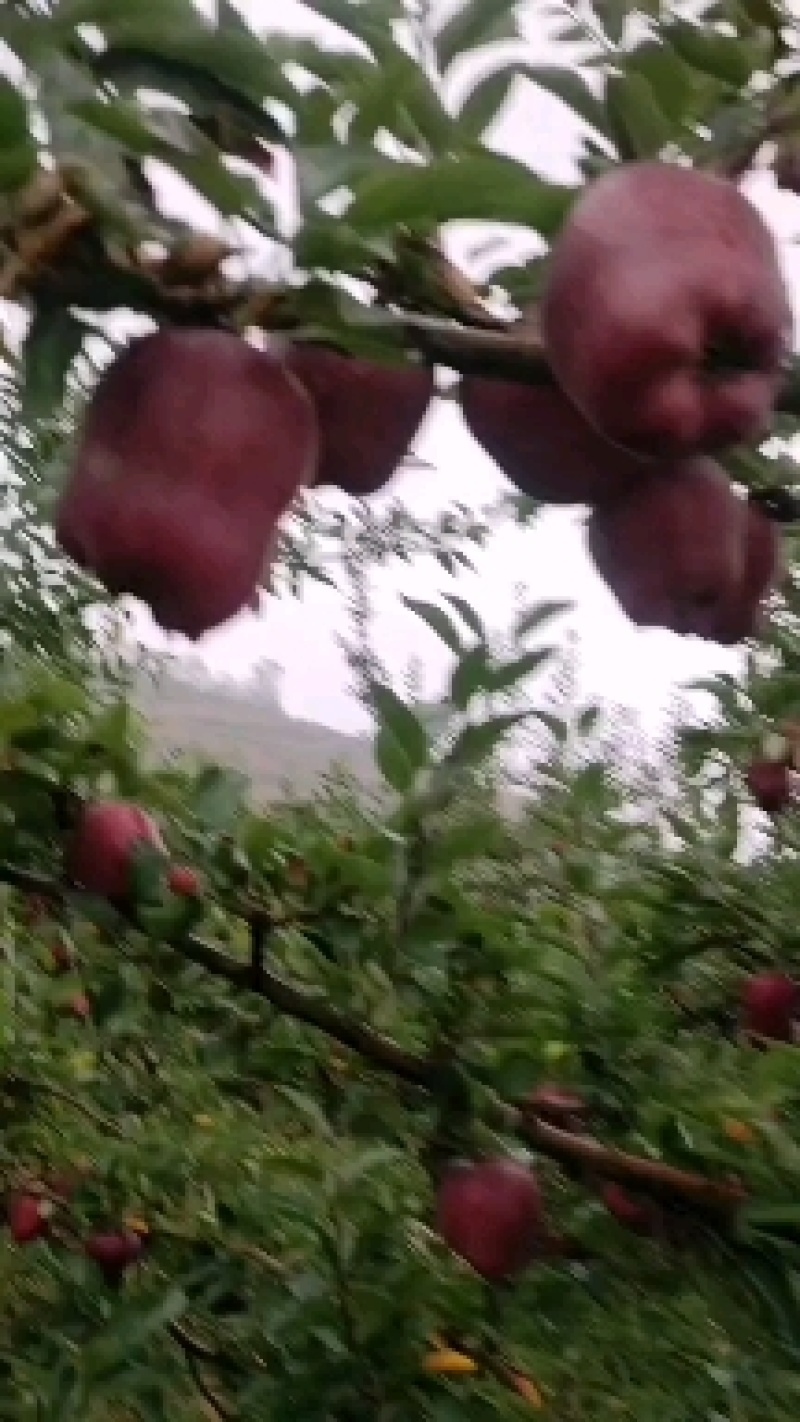 果汁厂供应的原料花牛苹果和富士苹果次果果渣。