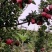 果汁厂供应的原料花牛苹果和富士苹果次果果渣。