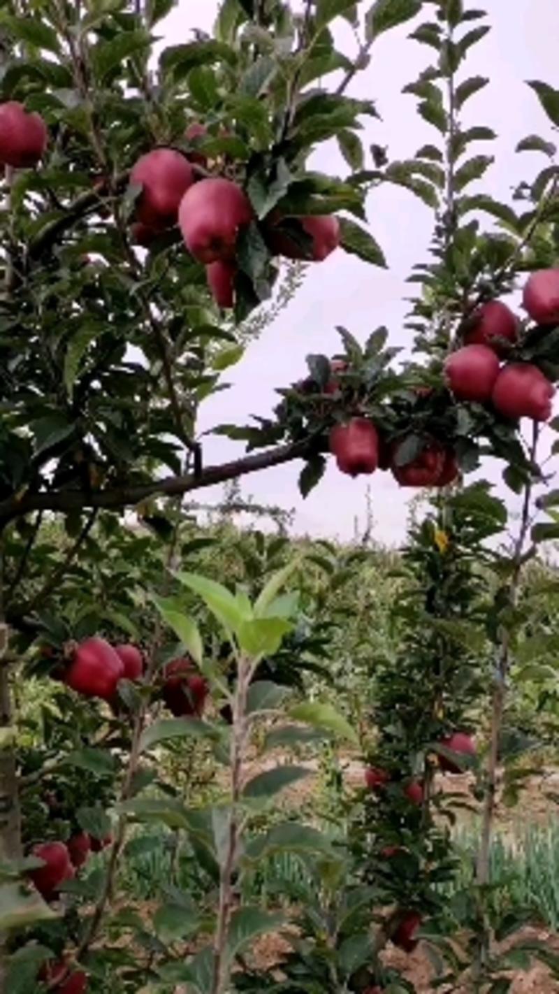 果汁厂供应的原料花牛苹果和富士苹果次果果渣。