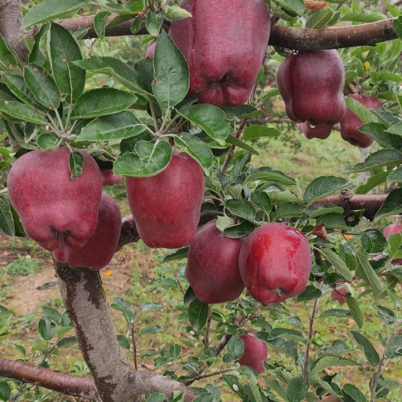 果汁厂供应的原料花牛苹果和富士苹果次果果渣。