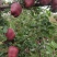 果汁厂供应的原料花牛苹果和富士苹果次果果渣。