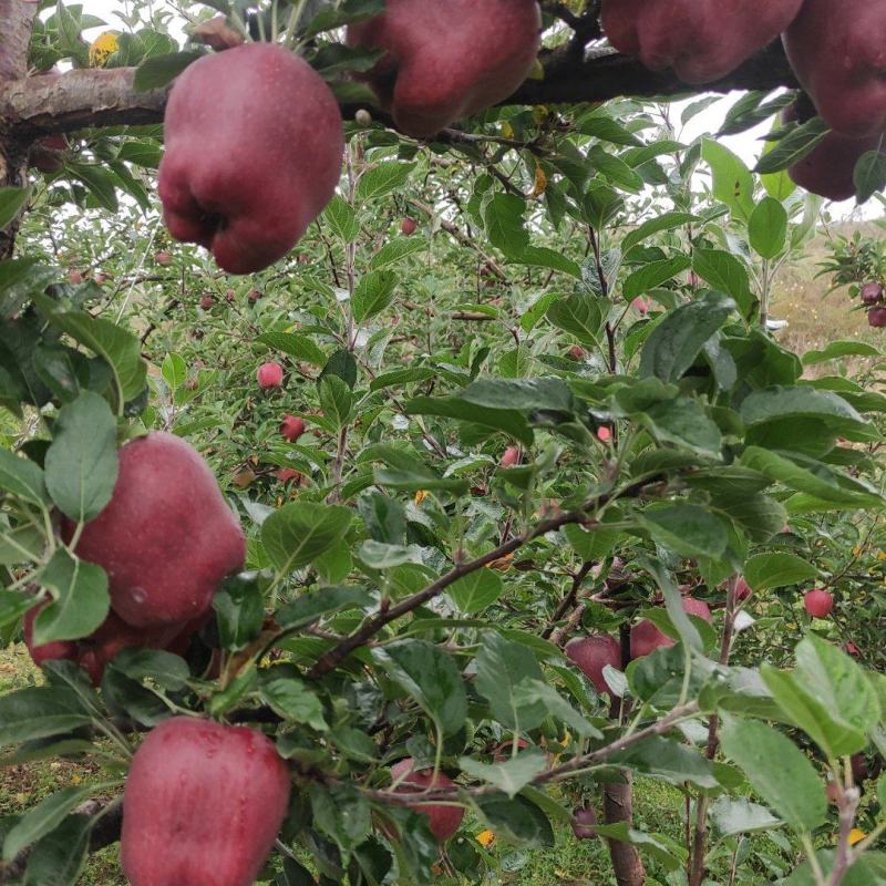 果汁厂供应的原料花牛苹果和富士苹果次果果渣。