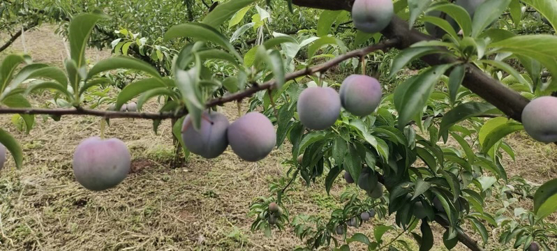 五月脆李子采摘现场图