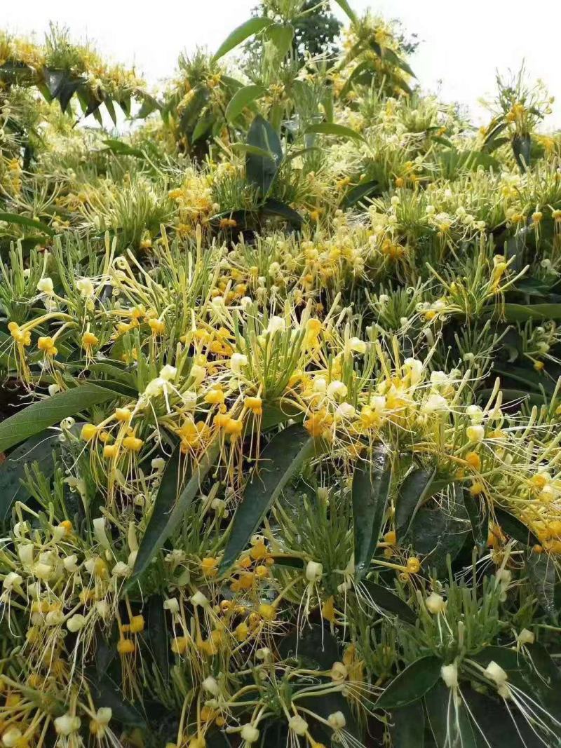 湖南金银花花蕾开花质保障一手货源